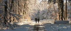 фото "Зимняя прогулка в лесу"