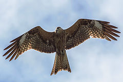 photo "Kite"