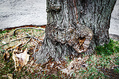 photo "The Unenviable Fate of Trees in the City"