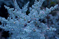 photo "Living snowflake"