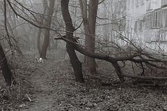 фото "как вода ломает деревья"