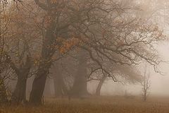 photo "***"