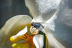 photo "On the Orchid Flower"