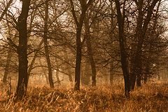 photo "***"