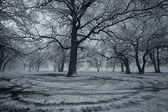photo "***"