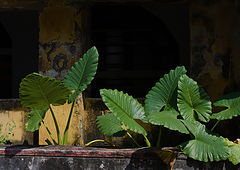 photo "***"