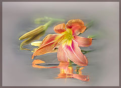 photo "***"