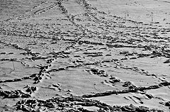 photo "Snow2"
