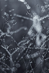 photo "***"