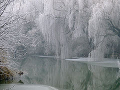 photo "***"