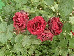 фото "Как хороши, как свежи будут розы... Всем моим критикам посвящаю"
