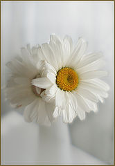 photo "***"
