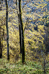 photo "Fall in Sigulda 2"