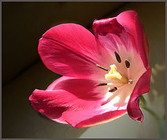 photo "***"