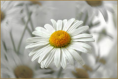 photo "***"