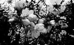 photo "***"