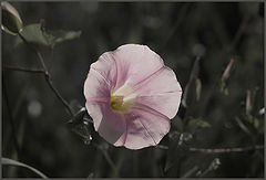 photo "***"