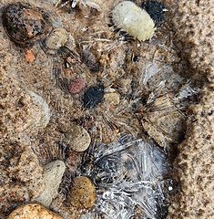 фото "Мартовская мозаика пляжа АА"