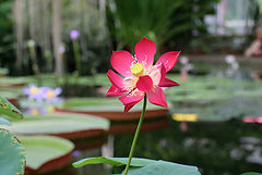 photo "***"