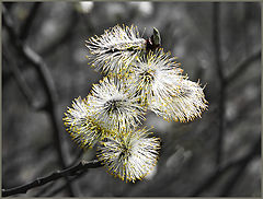 photo "***"