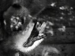 photo "***"