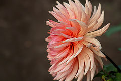 photo "***"