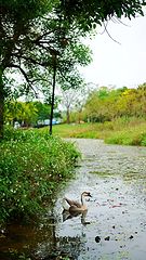photo "summer"
