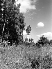 photo "***"