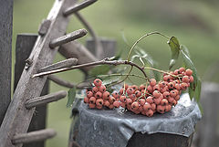 photo "Ветка рябины"
