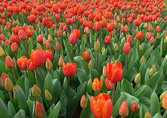 photo "Just Tulips"