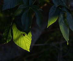 photo "Листик"