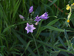 photo "Колокольчики"