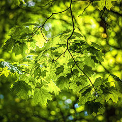 photo "Leaves"