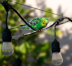  Green Cockatiel free in my backyard