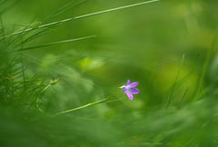 photo "***"