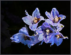 photo "***"