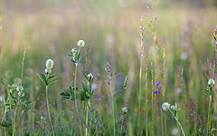 photo "***"