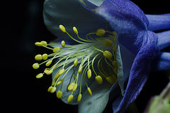 photo "***"