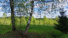 photo "***"