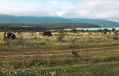photo "***"
