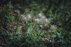 photo "***"