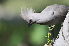 photo "Grey Loerie"