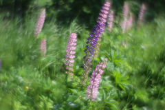 photo "***"