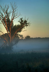photo "***"