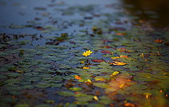 photo "***"