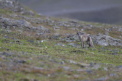 photo "polar fox"
