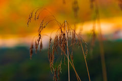 photo "***"
