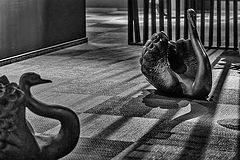 photo "Black Swans"