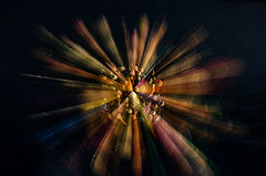 photo "***"