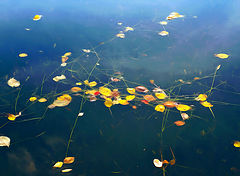 photo "***"